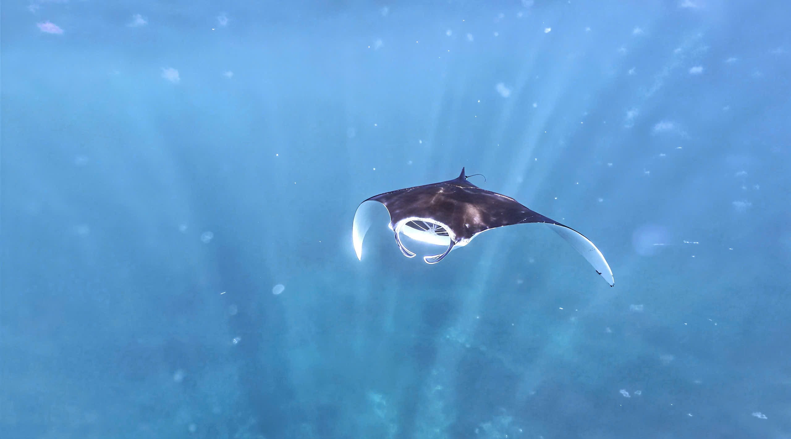 z7044715013975_989d51bc3f37c9474ded0d1e2d241da0